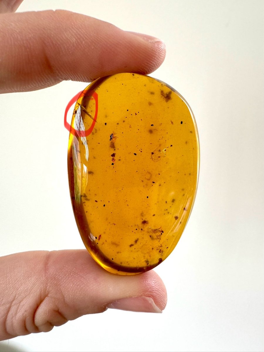 Big piece of Burmese Amber fossil with small Spider insect (Burmite amber) - FossilsAndMore