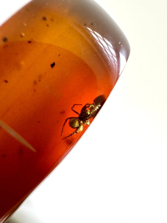 Big piece of Burmese Amber fossil with small Spider insect (Burmite amber) - FossilsAndMore