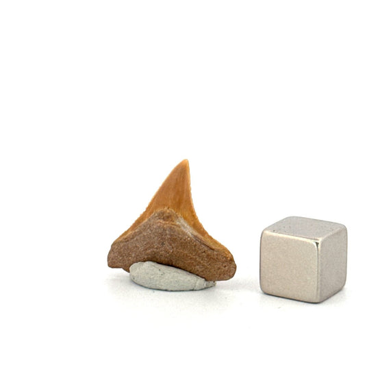 Bone Valley Bull shark fossil tooth from Miocene, USA (0.79") - FossilsAndMore