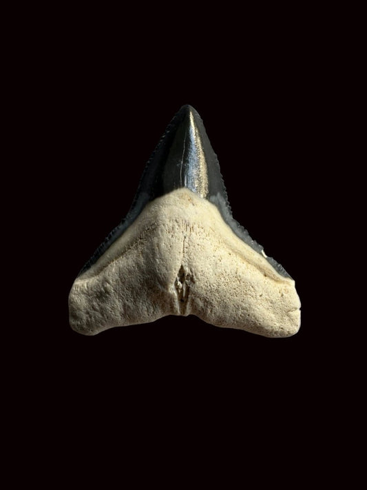 Bone Valley Bull shark fossil tooth from Miocene, USA (0.85") - FossilsAndMore