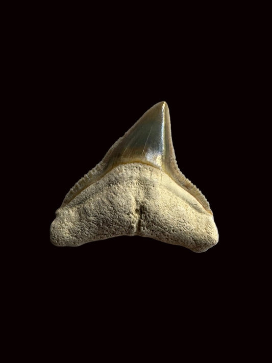 Bone Valley Bull shark fossil tooth from Miocene, USA (0.87") - FossilsAndMore