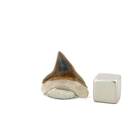 Bone Valley Bull shark fossil tooth from Miocene, USA (0.87") - FossilsAndMore