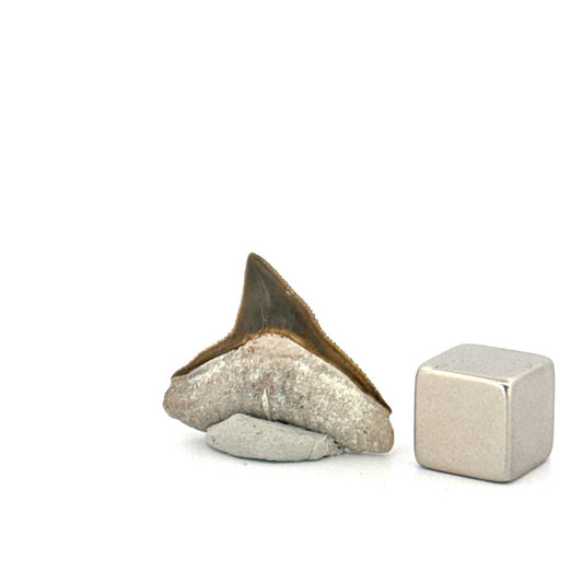 Bone Valley Bull shark fossil tooth from Miocene, USA (0.88") - FossilsAndMore
