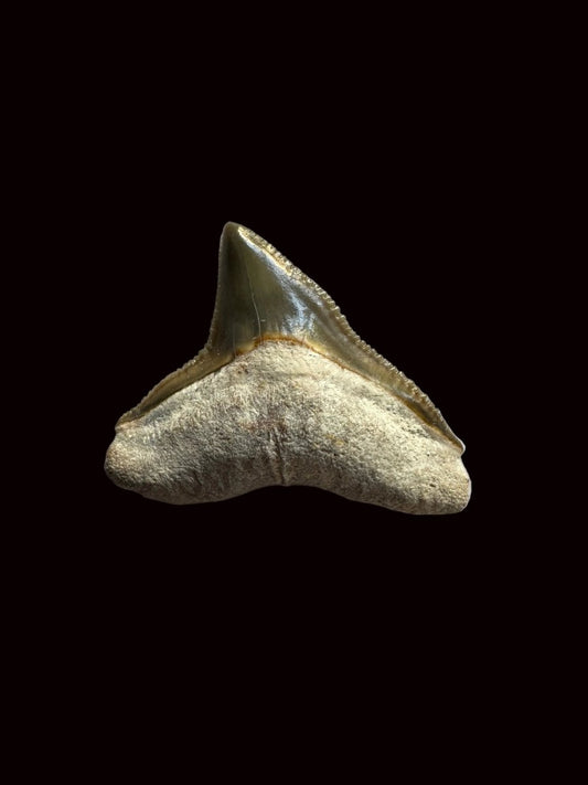 Bone Valley Bull shark fossil tooth from Miocene, USA (0.88") - FossilsAndMore