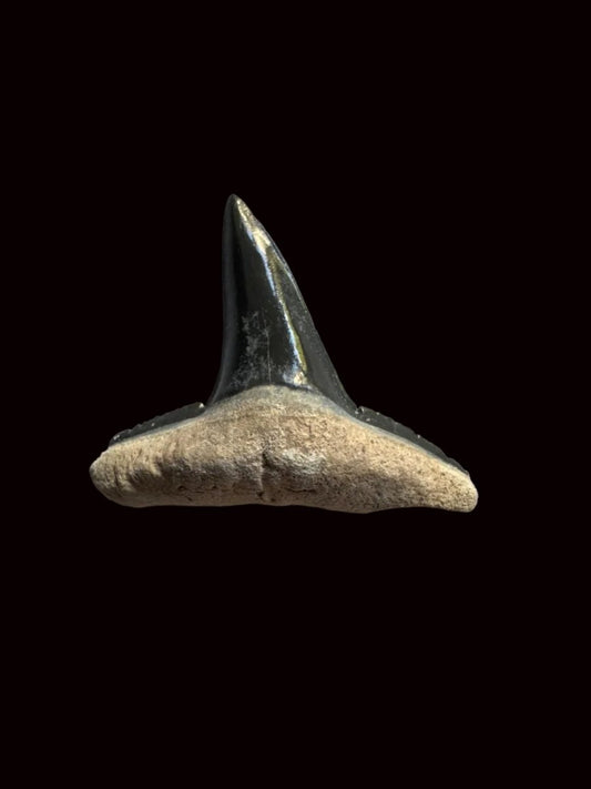 Bone Valley Lemon shark fossil tooth from Miocene, USA (0.92") - FossilsAndMore