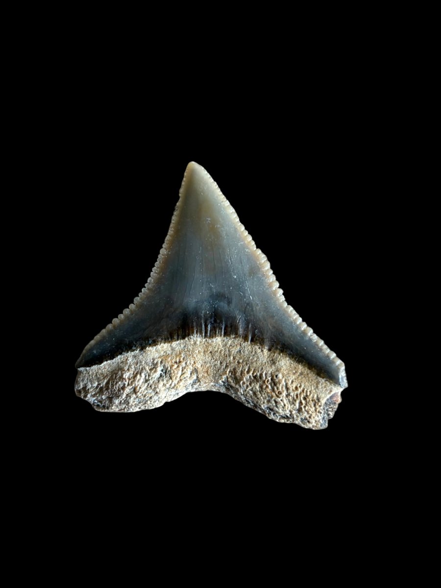 Bull shark fossil tooth from Bone Valley, USA | 0.71" - FossilsAndMore