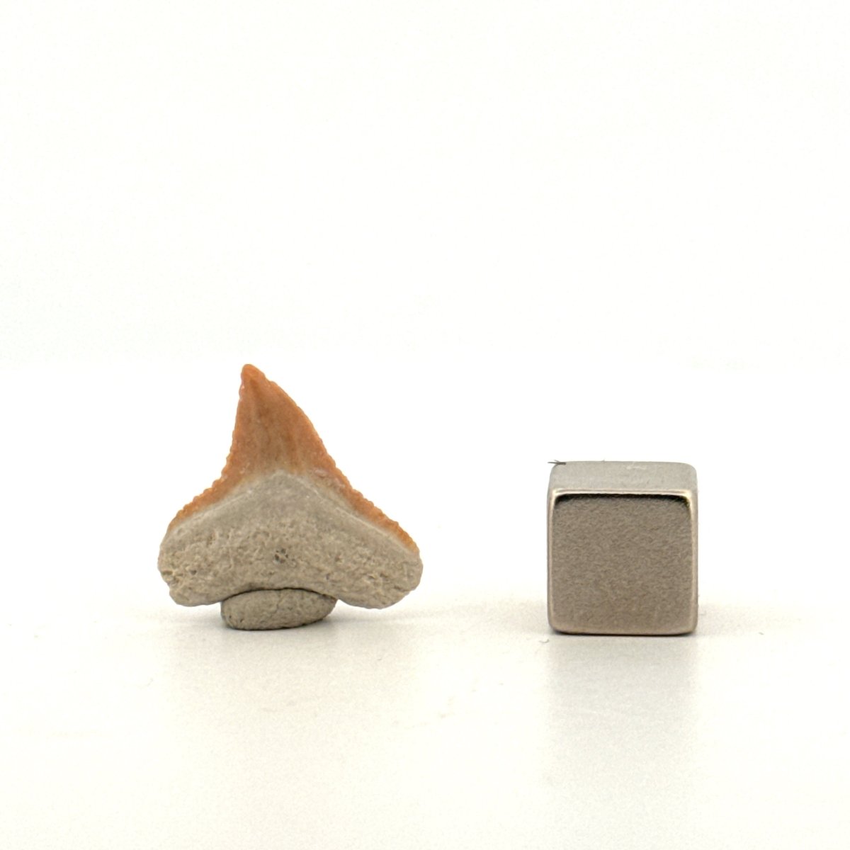 Bull shark fossil tooth from Bone Valley, USA | 0.73" - FossilsAndMore