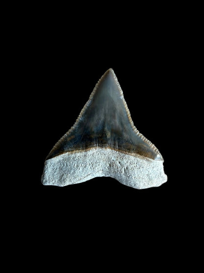 Bull shark fossil tooth from Bone Valley, USA | 0.78" - FossilsAndMore