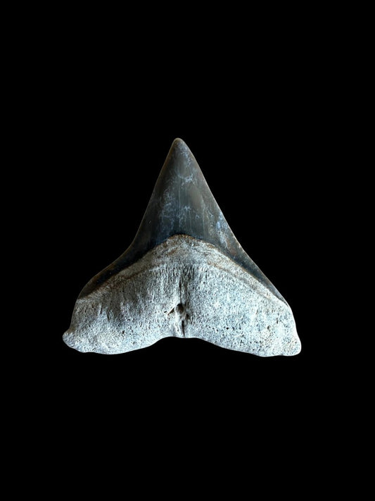 Bull shark fossil tooth from Bone Valley, USA | 0.78" - FossilsAndMore