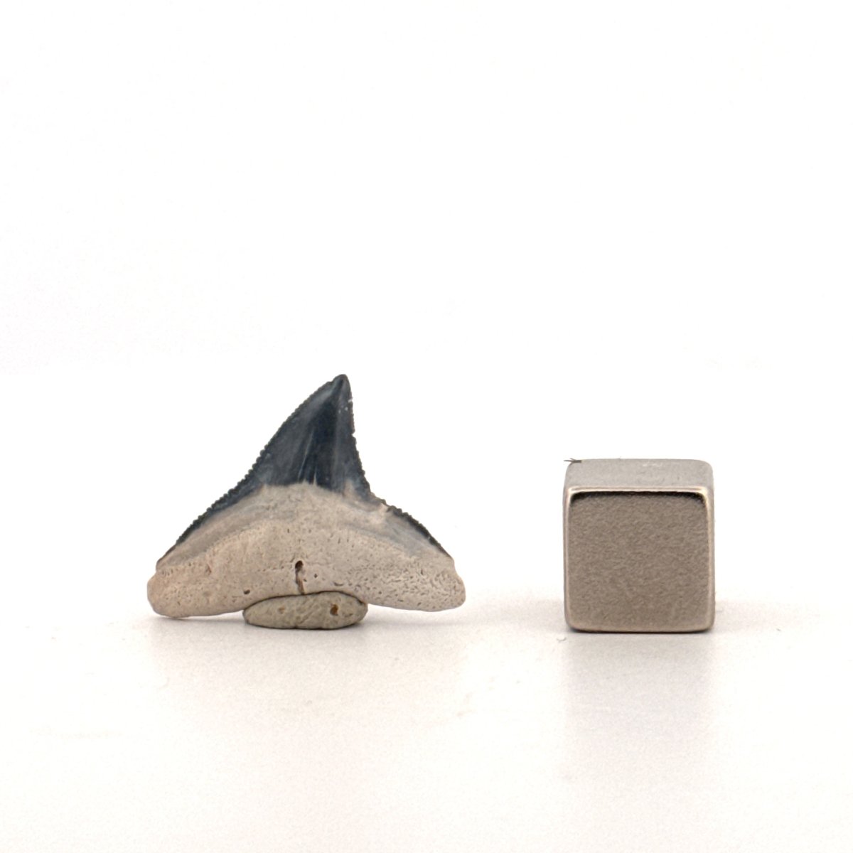 Bull shark fossil tooth from Bone VAlley, USA | 0.81" - FossilsAndMore