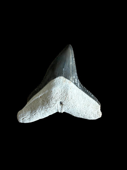 Bull shark fossil tooth from Bone Valley, USA | 0.94" - FossilsAndMore