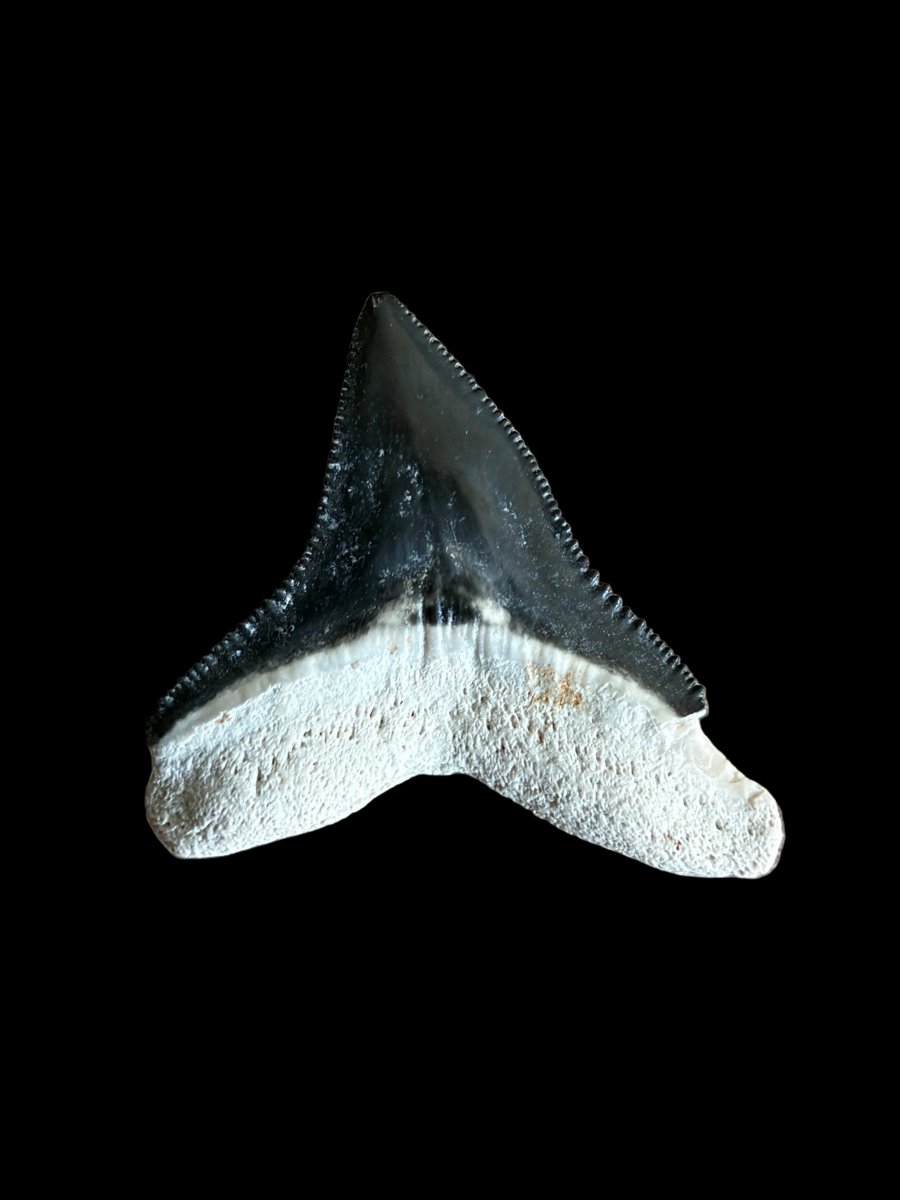 Bull shark fossil tooth from Bone Valley, USA | 0.94" - FossilsAndMore