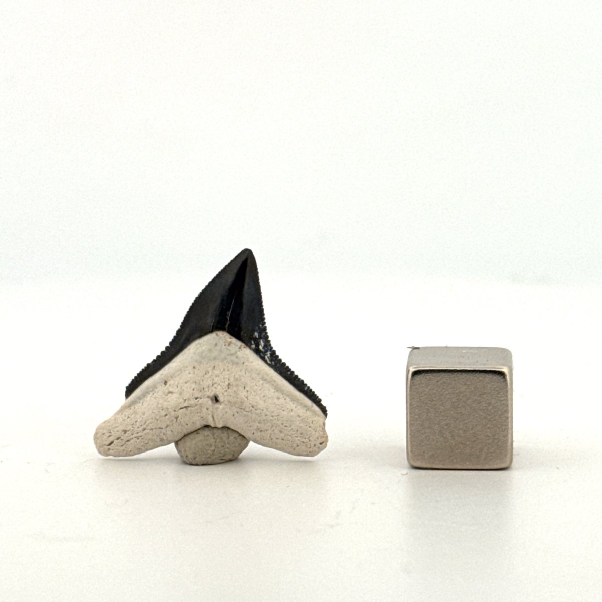 Bull shark fossil tooth from Bone Valley, USA | 0.94" - FossilsAndMore