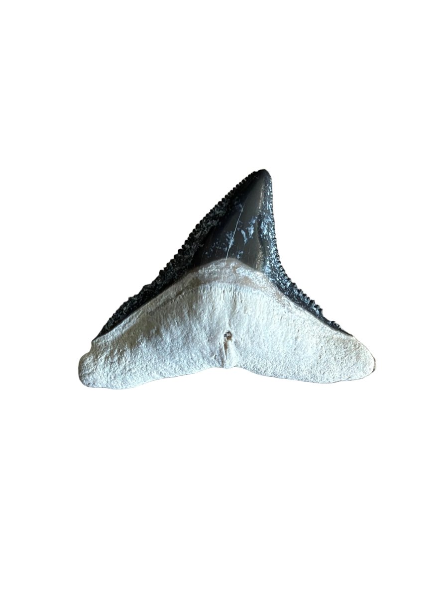 Bull shark fossil tooth from Bone Valley, USA | 0.97" - FossilsAndMore
