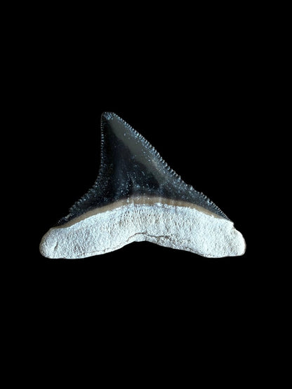 Bull shark fossil tooth from Bone Valley, USA | 0.97" - FossilsAndMore
