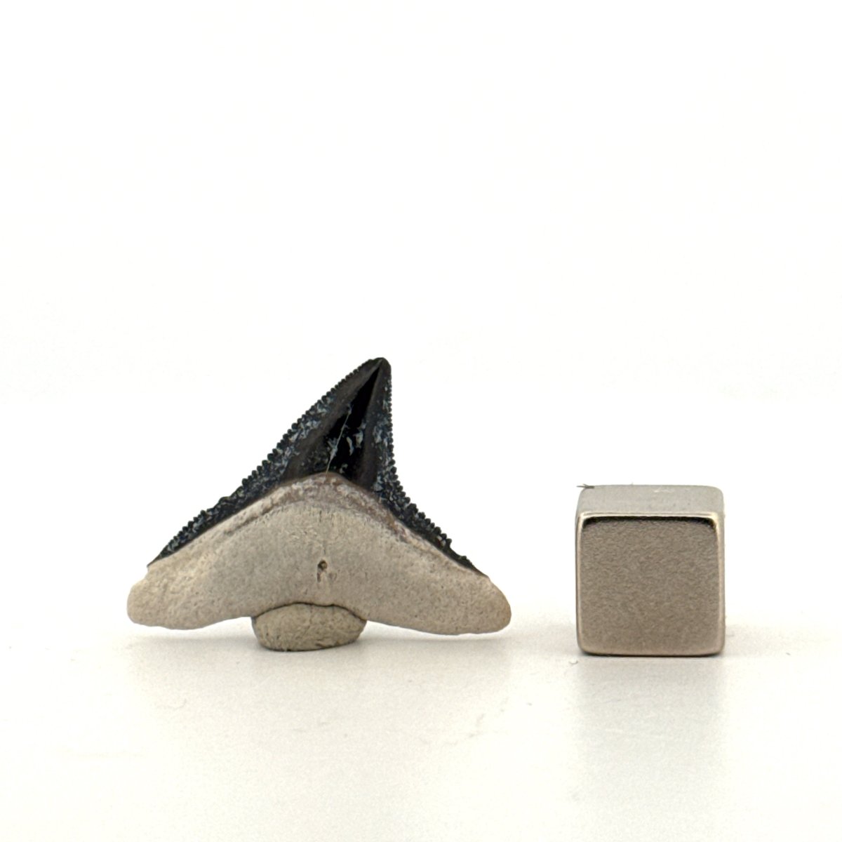 Bull shark fossil tooth from Bone Valley, USA | 0.97" - FossilsAndMore
