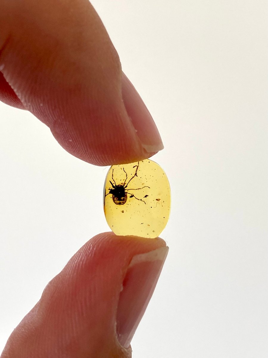 Burmese Amber, fossil resin with Ricinulei species insect - FossilsAndMore