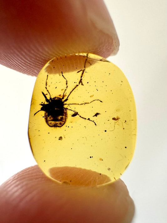 Burmese Amber, fossil resin with Ricinulei species insect - FossilsAndMore