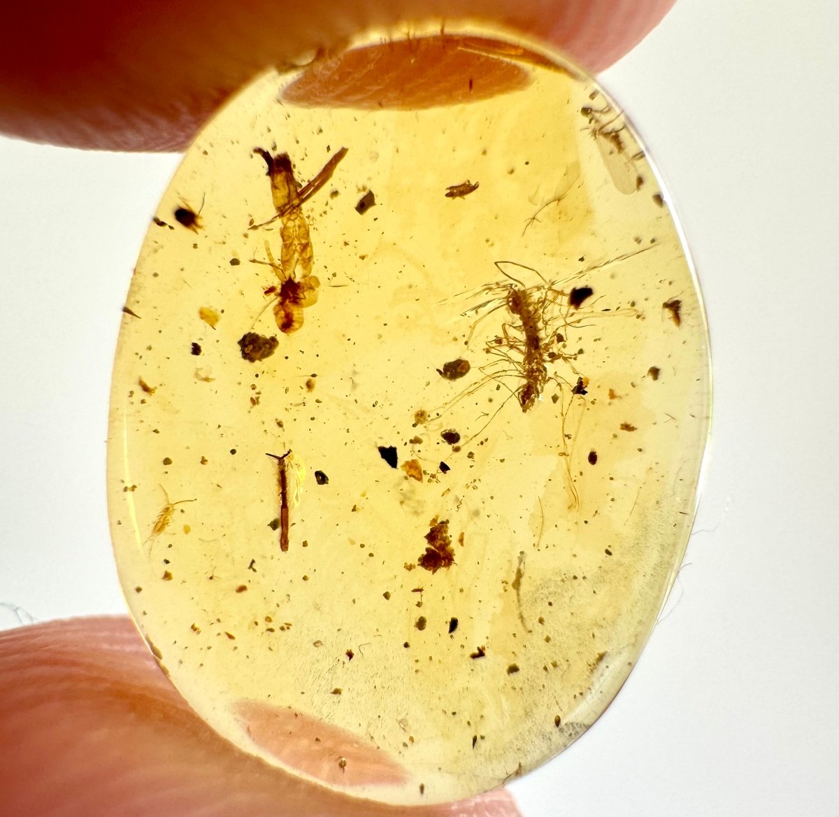 Burmese Amber, fossil resin with unknown insect - FossilsAndMore