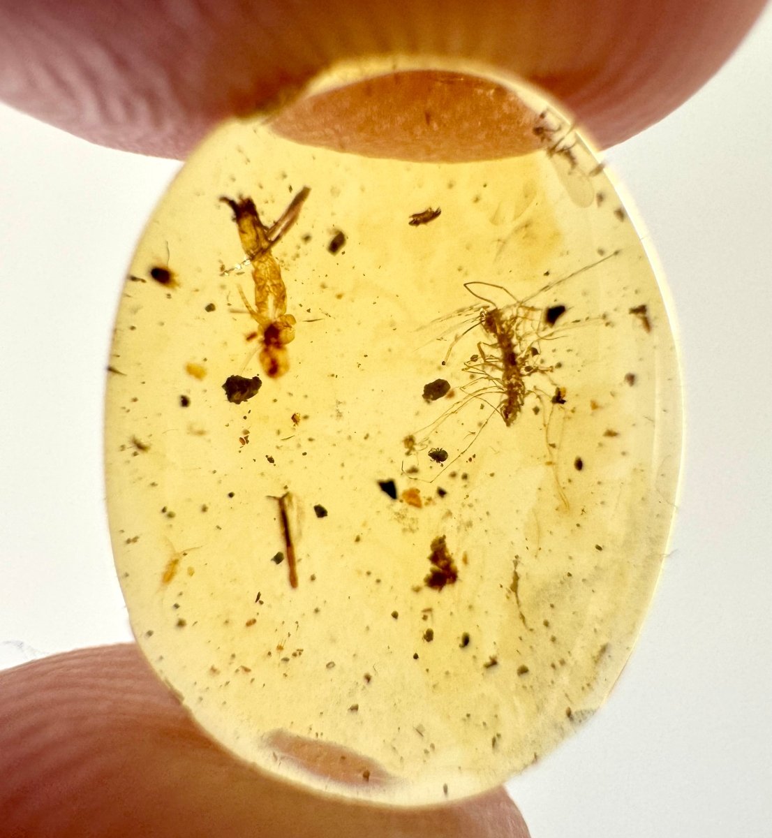 Burmese Amber, fossil resin with unknown insect - FossilsAndMore