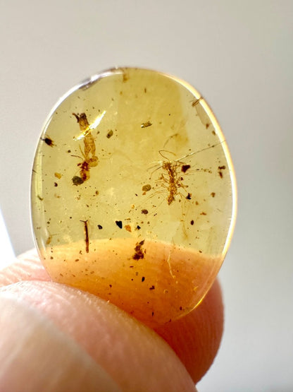 Burmese Amber, fossil resin with unknown insect - FossilsAndMore