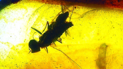 Burmese Amber fossil with 2 fly species insects inclusions from Myanmar - FossilsAndMore