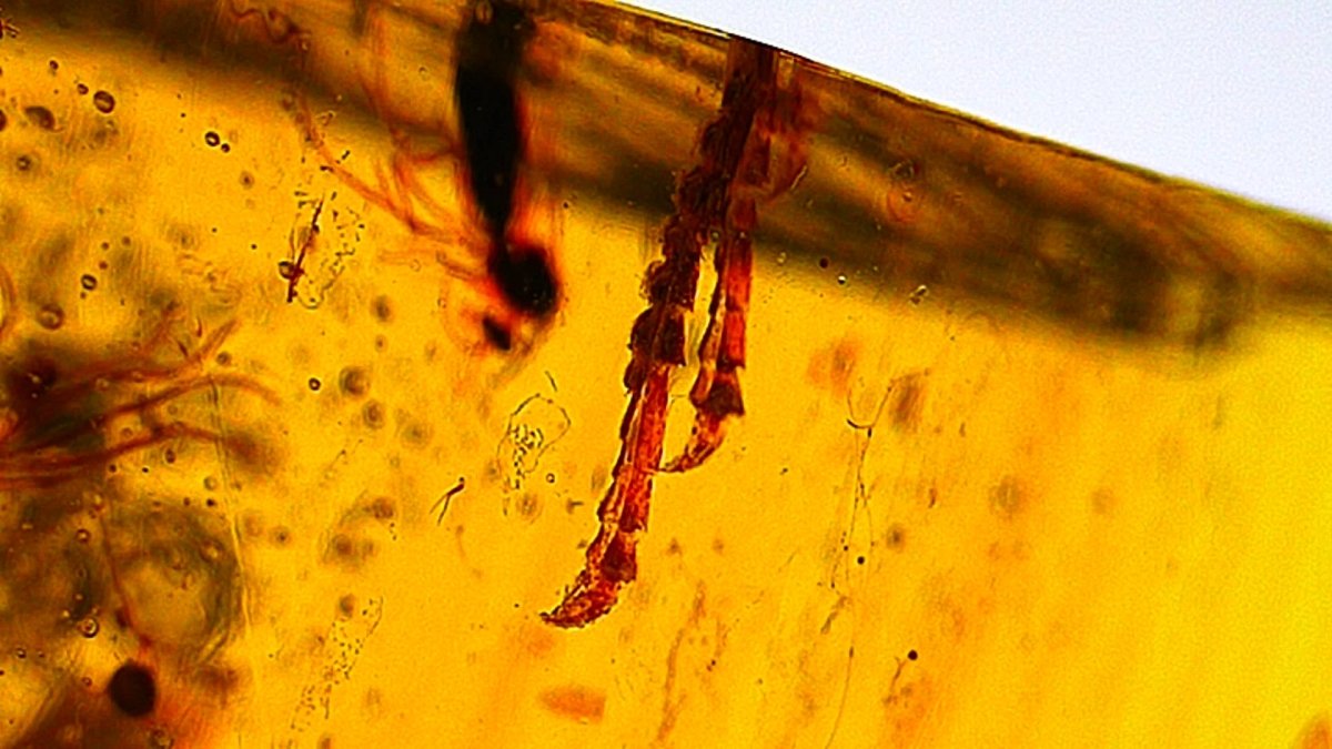 Burmese Amber fossil with 3 lizard paws inclusions from Myanmar - FossilsAndMore