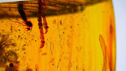 Burmese Amber fossil with 3 lizard paws inclusions from Myanmar - FossilsAndMore