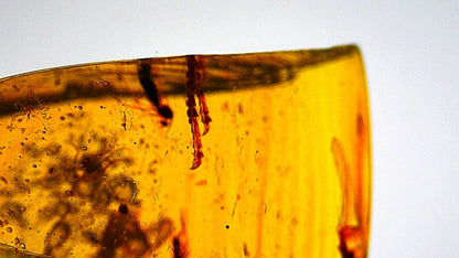 Burmese Amber fossil with 3 lizard paws inclusions from Myanmar - FossilsAndMore