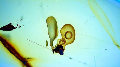 Burmese Amber fossil with an Enhydro water bubble (Burmite amber) - FossilsAndMore