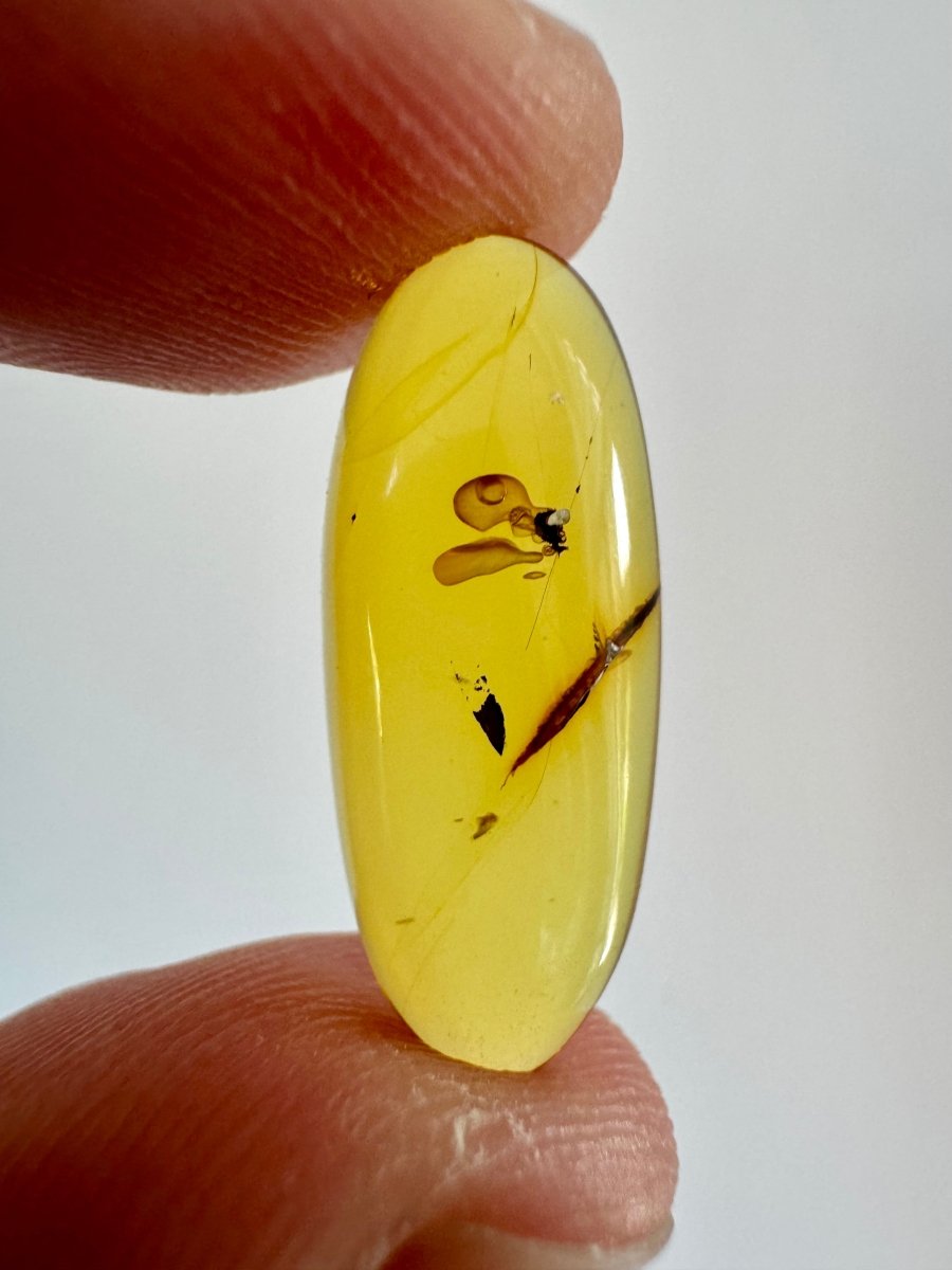 Burmese Amber fossil with an Enhydro water bubble (Burmite amber) - FossilsAndMore