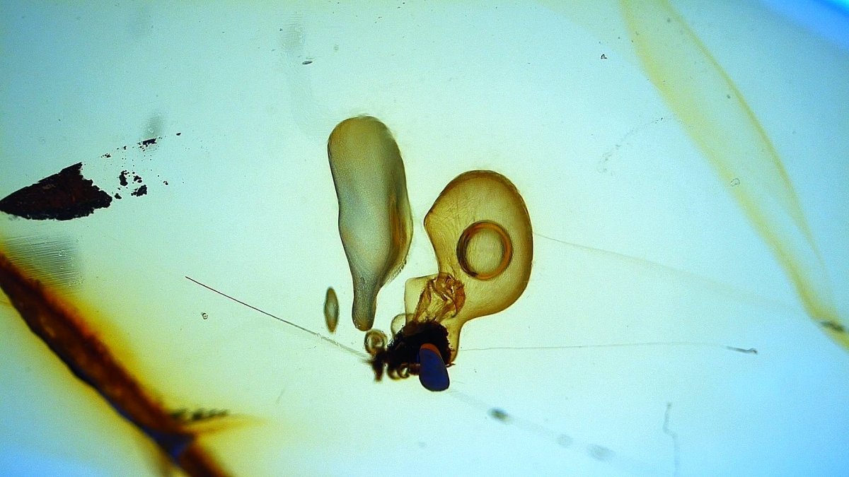 Burmese Amber fossil with an Enhydro water bubble (Burmite amber) - FossilsAndMore