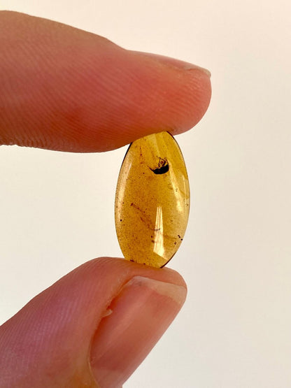 Burmese Amber fossil with Beetle species insect (Burmite amber) - FossilsAndMore