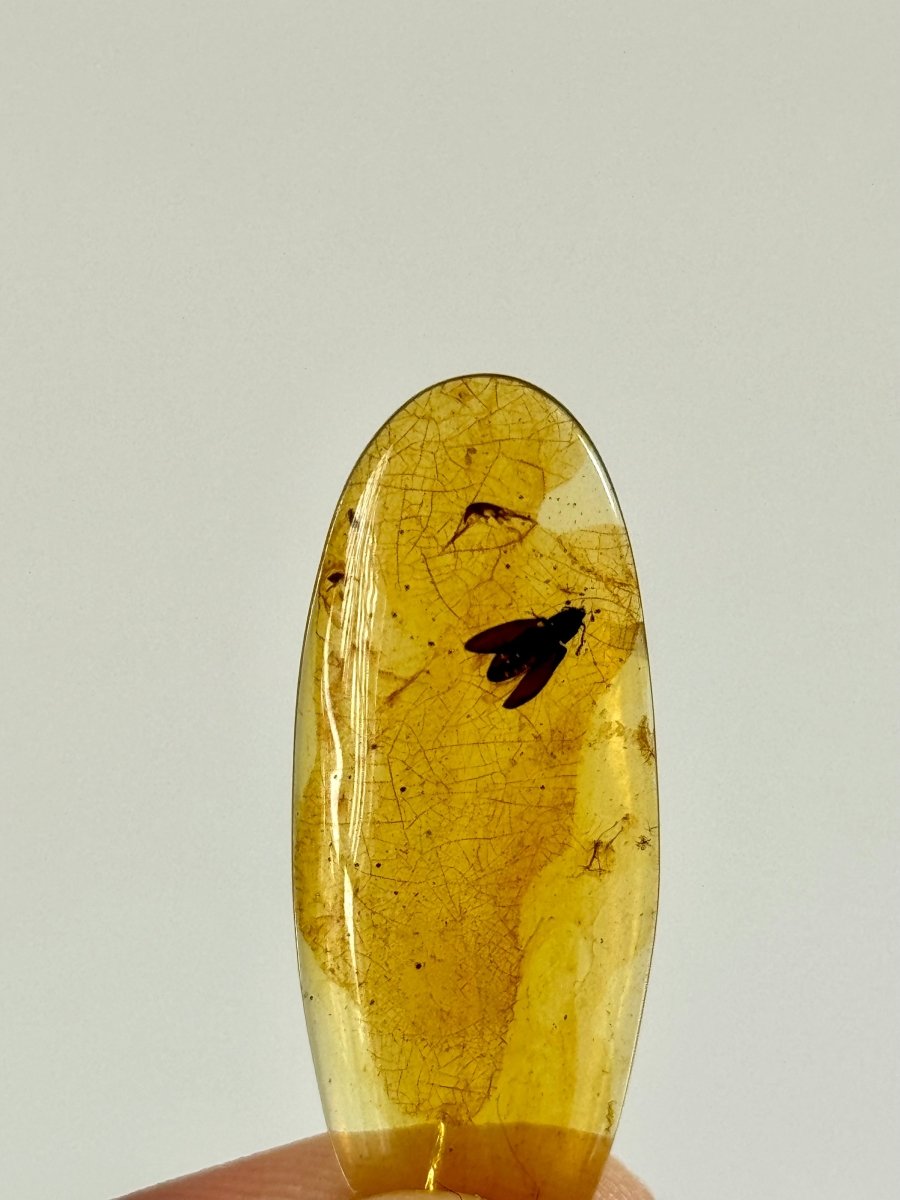 Burmese Amber fossil with beetle species insect (Burmite amber) - FossilsAndMore