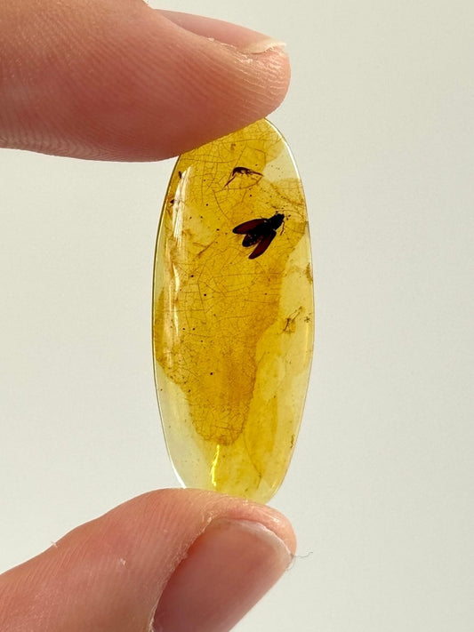 Burmese Amber fossil with beetle species insect (Burmite amber) - FossilsAndMore