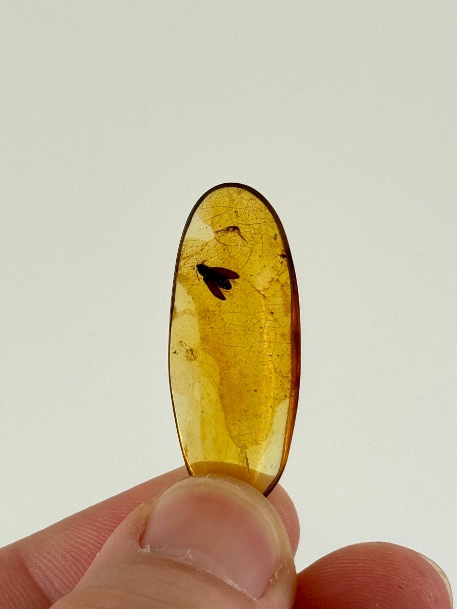 Burmese Amber fossil with beetle species insect (Burmite amber) - FossilsAndMore