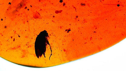 Burmese Amber fossil with fly and beetle insects - FossilsAndMore