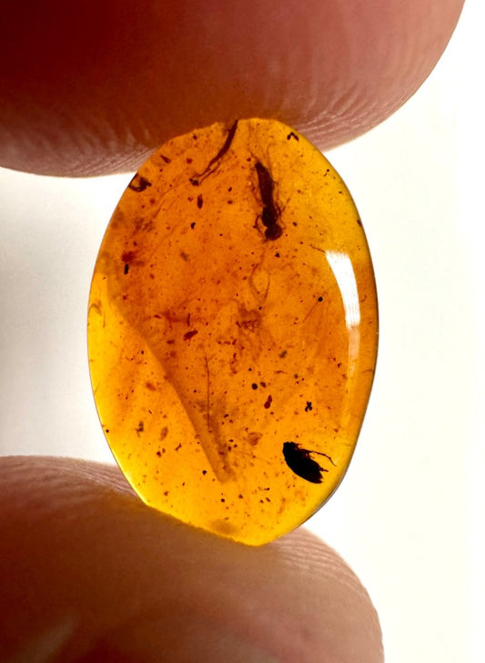 Burmese Amber fossil with fly and beetle insects - FossilsAndMore