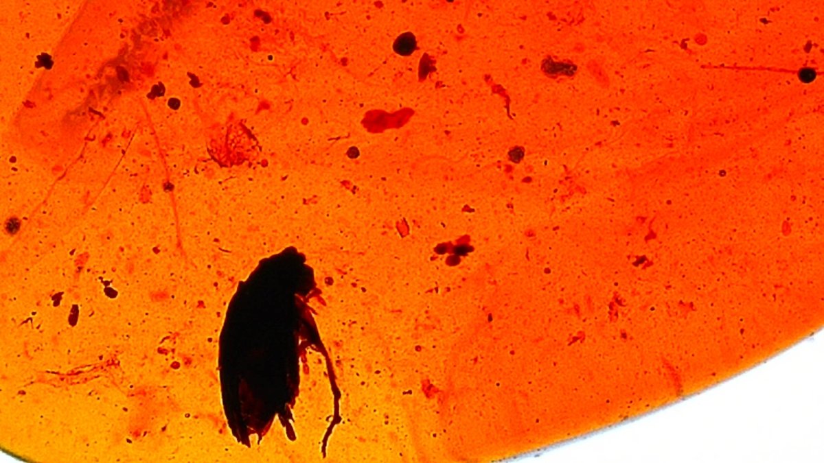 Burmese Amber fossil with fly and beetle insects - FossilsAndMore