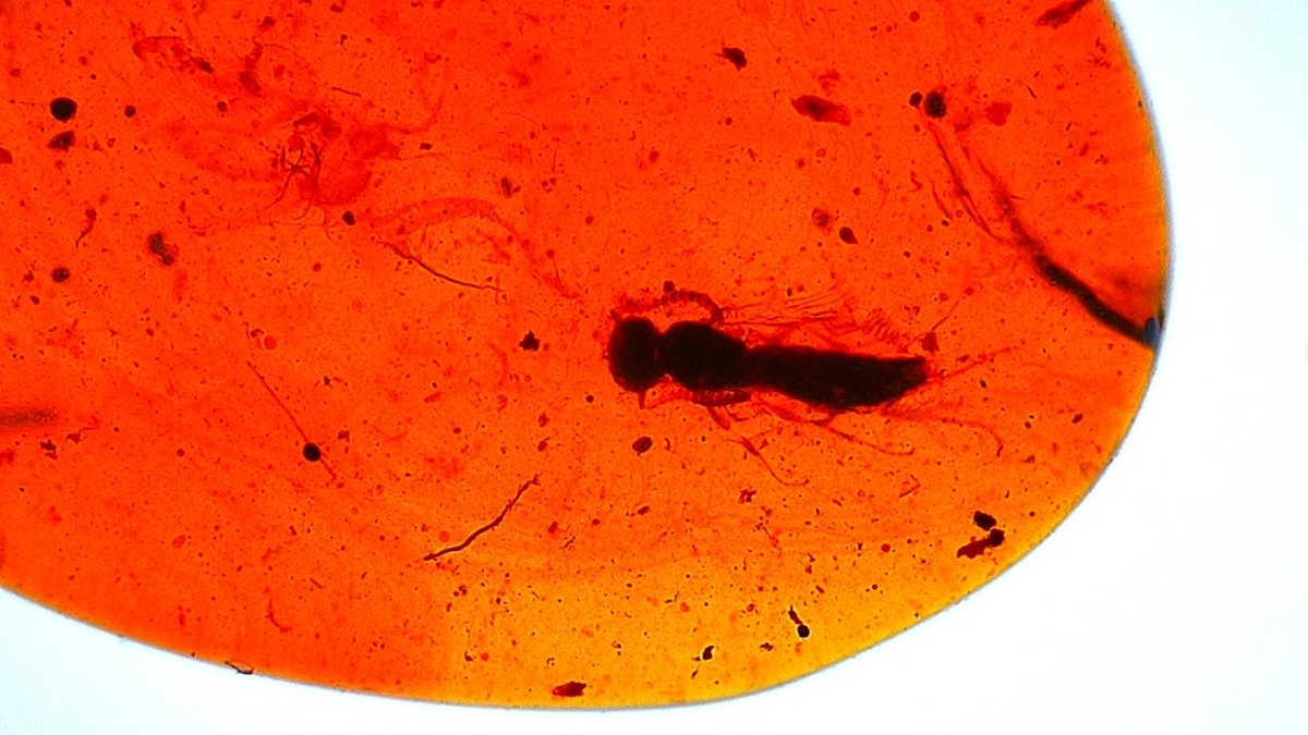 Burmese Amber fossil with fly and beetle insects - FossilsAndMore