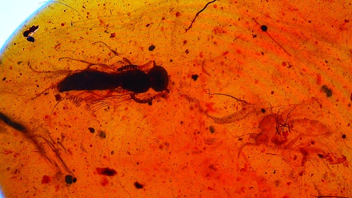 Burmese Amber fossil with fly and beetle insects - FossilsAndMore