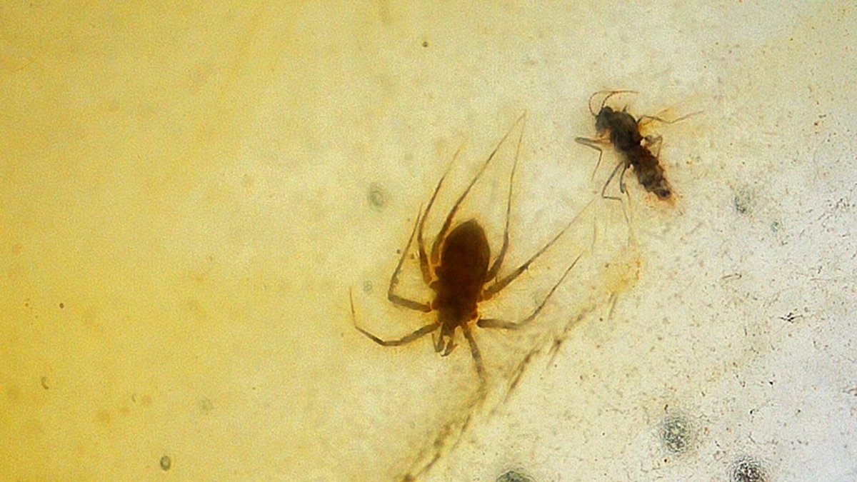 Burmese Amber fossil with fly and thick insects (Burmite amber) - FossilsAndMore