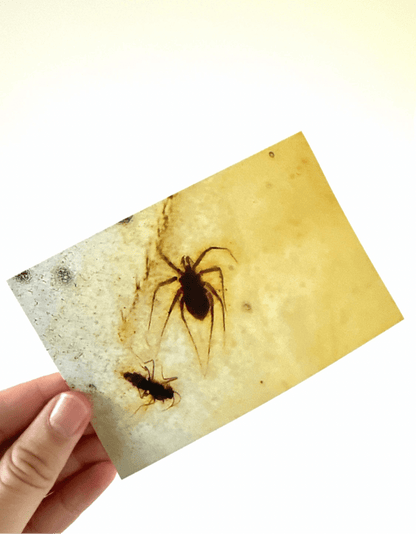 Burmese Amber fossil with fly and thick insects (Burmite amber) + picture - FossilsAndMore