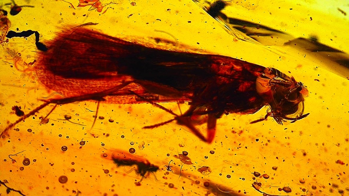Insect encased in amber with visible details