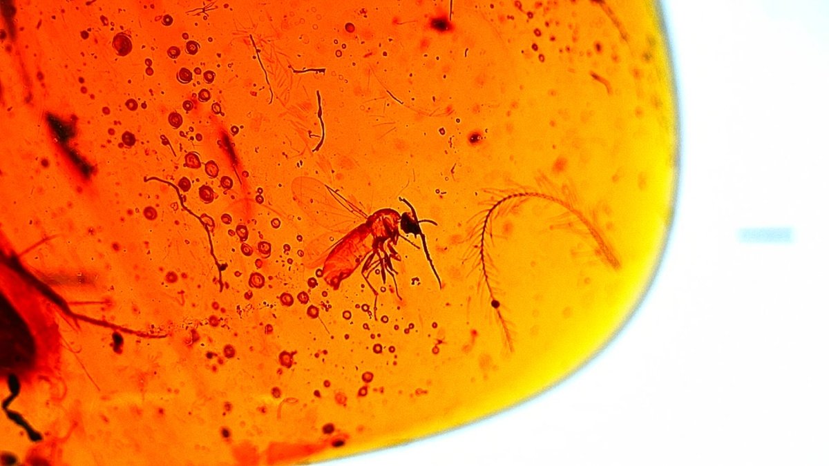 Burmese Amber fossil with fly species insect inclusion from Myanmar - FossilsAndMore