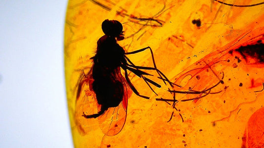 Insect encased in amber with a white background