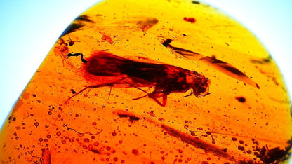 Burmese Amber fossil with fly species insect inclusion from Myanmar - FossilsAndMore