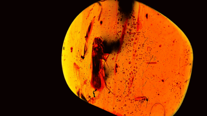 Insect under a microscope on a black background