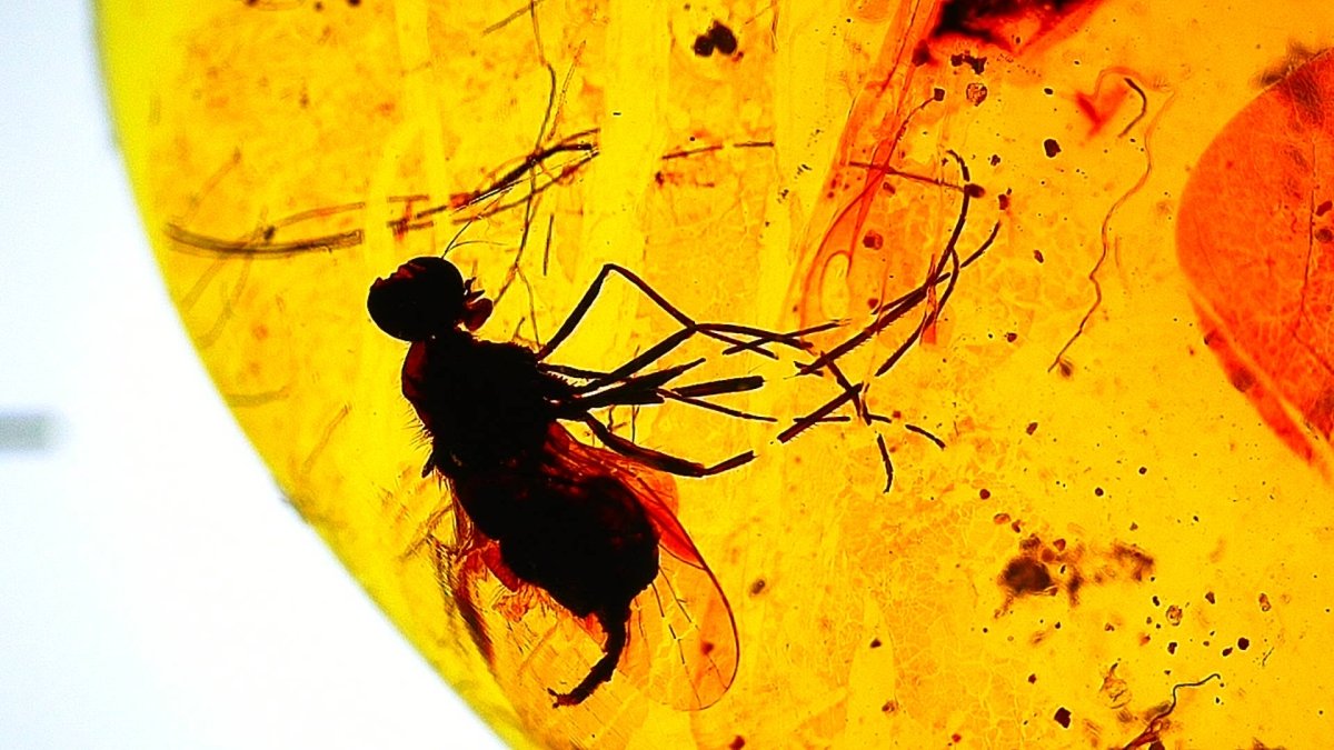 Burmese Amber fossil with fly species insect inclusion from Myanmar - FossilsAndMore