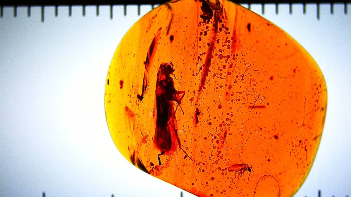 Insect encased in amber with a ruler for scale on a light gray background